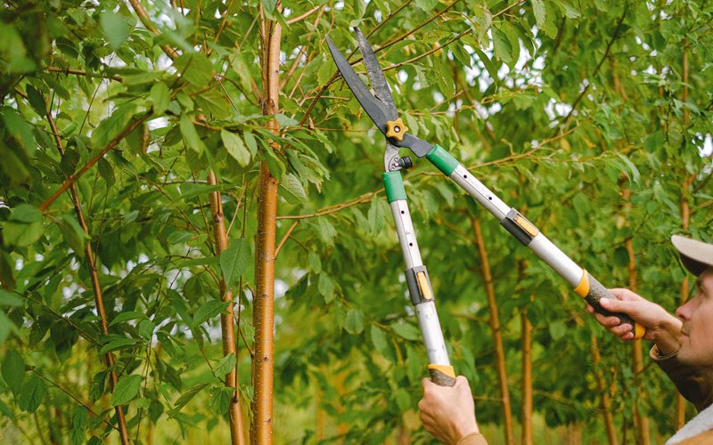 Tree trimming in Lilbourn, MO